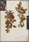Foto von Salix caprea L.
